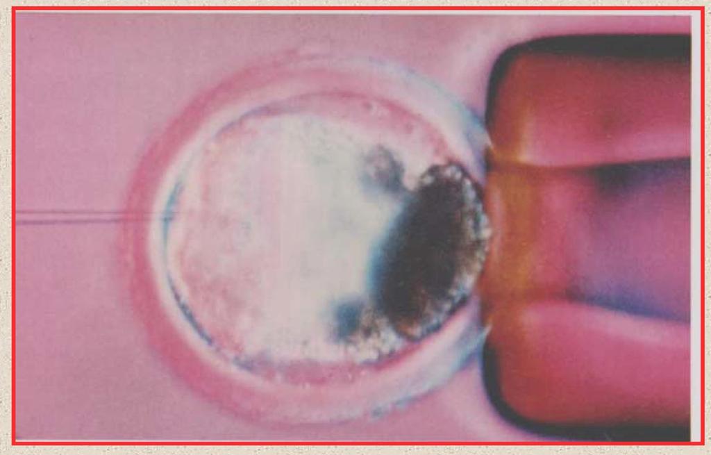 Injektion von embryonalen