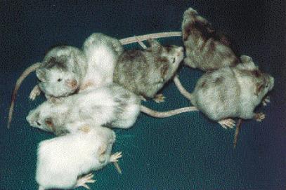Maus-Chimären aus