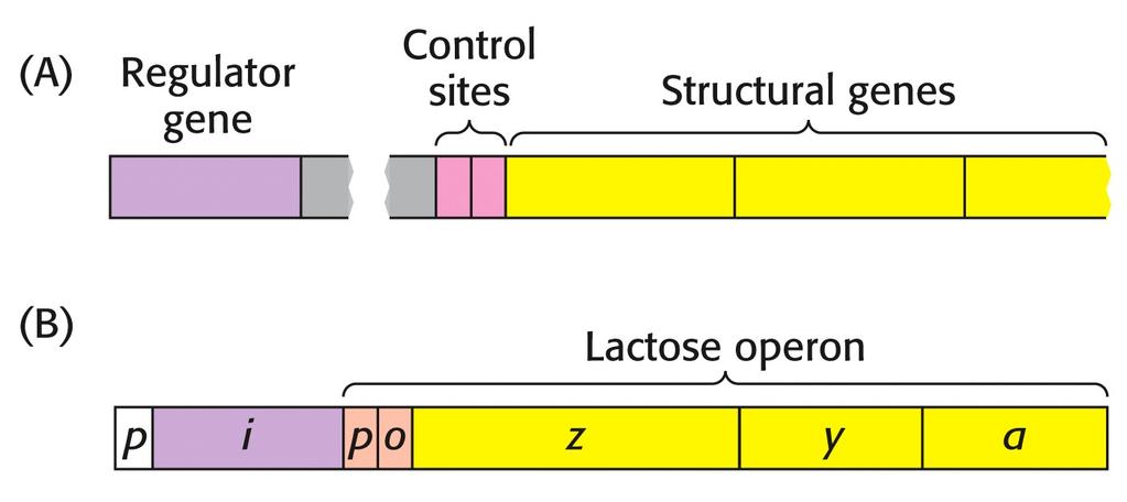 Operon Repressor β-galactosidase Promotor Operator