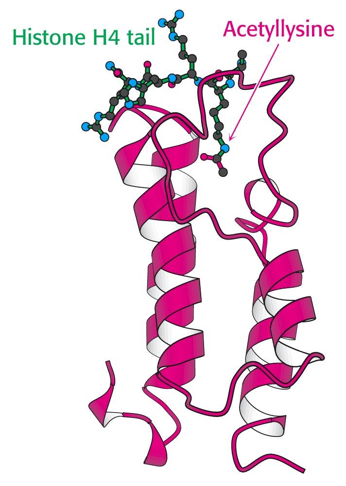 Histon-Acetylasen modifizieren die Histone