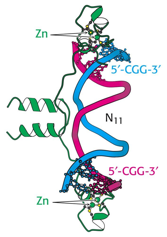 Eukaryotische Genexpression erfordert eine Umgestaltung der Chromatin-Struktur Enhancer Proteine, z.b.