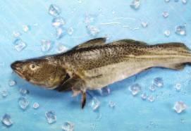 Flussaal Handelsname: Europäischer Aal. Lebensraum: Europäische Süßgewässer und Meere. Fischbestand: Überfischt, Zusammenbruch der Bestände wird befürchtet.
