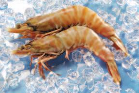 Zuchten Tropische Shrimps / Tiefseegarnele Lebensraum: Tropische / arktische Gewässer. Bestand: Die Bestandslage ist sehr unterschiedlich, zum Teil fehlen geeignete Daten.