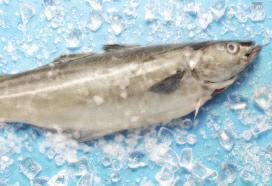 Zuchtfisch Regenbogenforelle (Öko) Lebensraum: Süßgewässer. Fischbestand: Zucht muss in Naturteichen stattfinden.