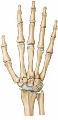 ) a Knochen der rechten Hand in der Ansicht von palmar b und dorsal.