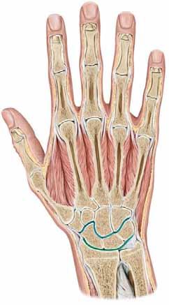484 E 2 Unterarm und Hand 2.4 Gelenke der Hand Die Hand (Abb. E-2.5) bewegt sich gegenüber dem Unterarm im: proximalen (Articulatio radiocarpalis) und distalen Handgelenk (Articulatio mediocarpalis).