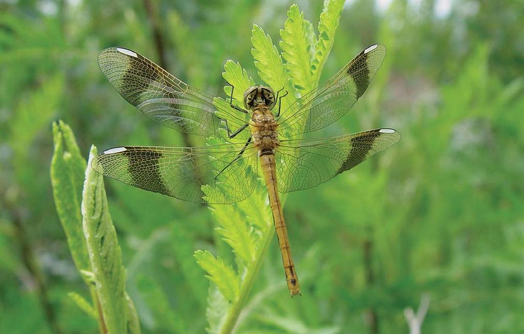 V okolí Piešťan sa popri iných druhoch môžeme stretnúť s vážkou pásavou (Sympetrum pedemontanum). Imága, teda dospelé jedince, poletujú od polovice júna do októbra.