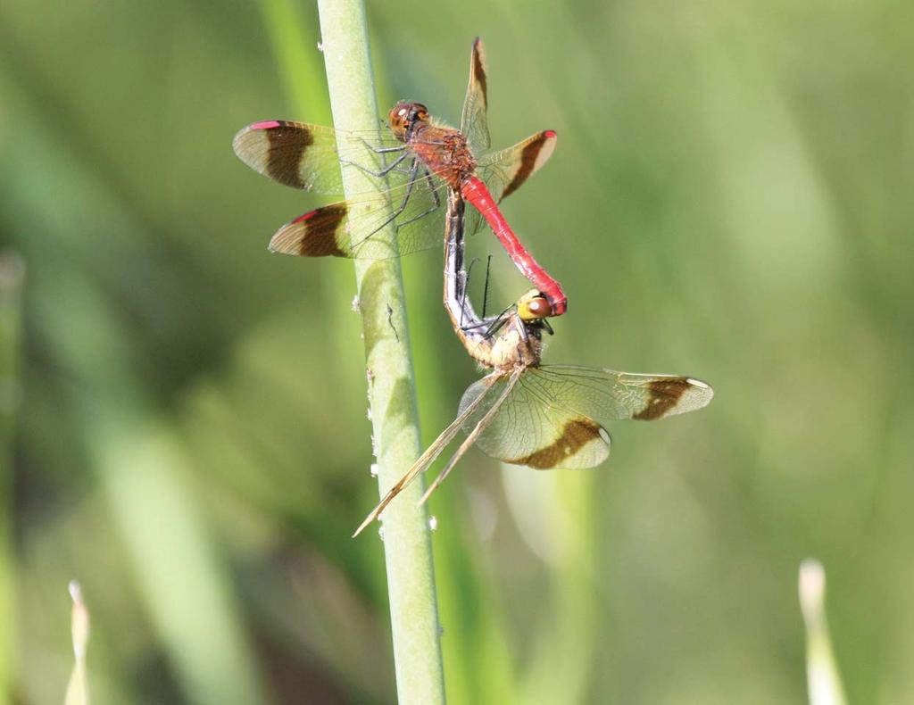 Foto Pavel Kaňuščák I n der Umgebung von Piešťany können wir neben anderen Arten auch der Gebänderten Libelle (Sympetrum pedemontanum) begegnen. Die Flugzeit der Imagines, d.h. der erwachsenen Insekte, reicht von Mitte Juni bis in den Oktober hinein.
