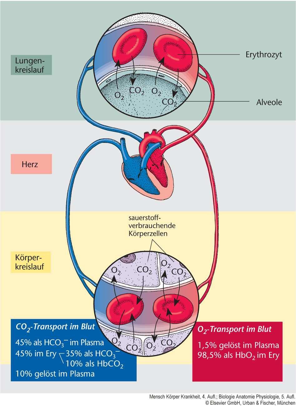 Teilfunktionen der Lunge o Ventilation Belüftung der am Gasaustausch teilnehmenden Strukturen. o Perfusion Adäquate Durchblutung des Kapillarbetts der Alveole.