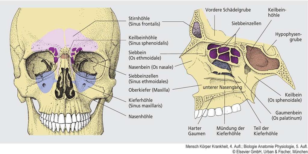 Nasennebenhöhlen o Stehen mit der Nasenhöhle in Verbindung o Funktion Resonanzraum (Sprache, Phonation) Spart Gewicht ein Pharynx o Muskelschlauch von der Schädelbasis bis zur Speiseröhre