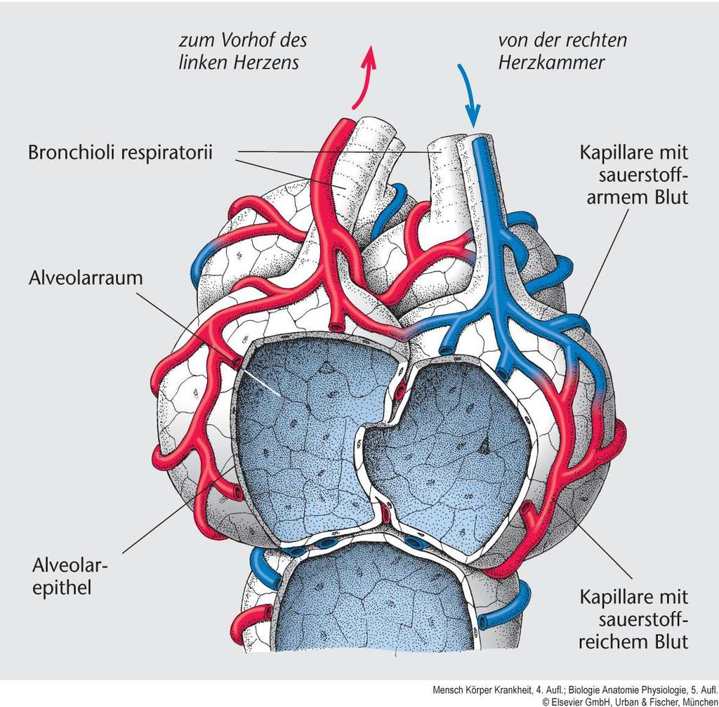 Alveolen o Traubenförmig, dicht gepackt um Alveolargänge o Blut-Luft-Schranke o Gasaustausch O2 Aufnahme CO2 Abgabe o Innere Atmung Gasaustausch von Blutkörperchen zu Gewebe o Äußere Atmung