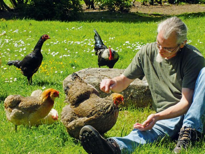 20 Gut vorbereitet für die Hühner Abgesehen von ihrer Funktion als Nutztiere sind Hühner wunderschöne Ziervögel, mit denen man sich gern in der Freizeit beschäftigt. der Wirtschaftsrassen einführten.