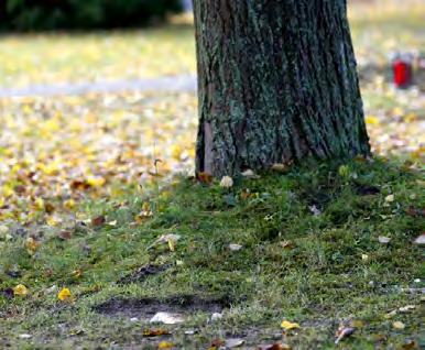 Die Urnen werden kreisförmig um den Baum beigesetzt und eine Bronzetafel mit den