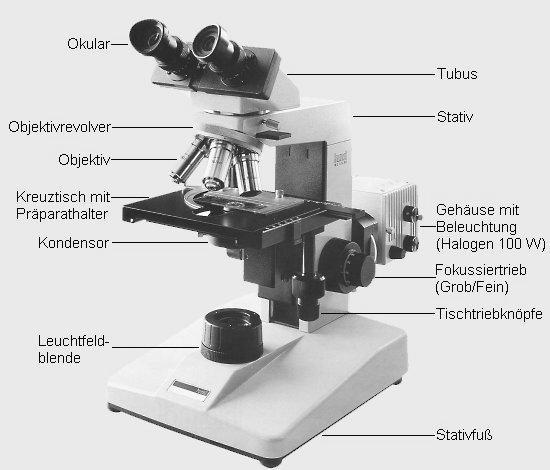 Beispiele wichtiger Größenordnungen von Zellen- und Organbestandteilen Leberläppchen 1mm Schilddrüse-Follikel 0,05-0,5 mm Oocyte 600-1000 µm Perikaryon eines Neurons bis zu 150 µm Zellen des weißen