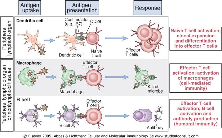 4 Die adaptive Immunantwort Antigenerkennung