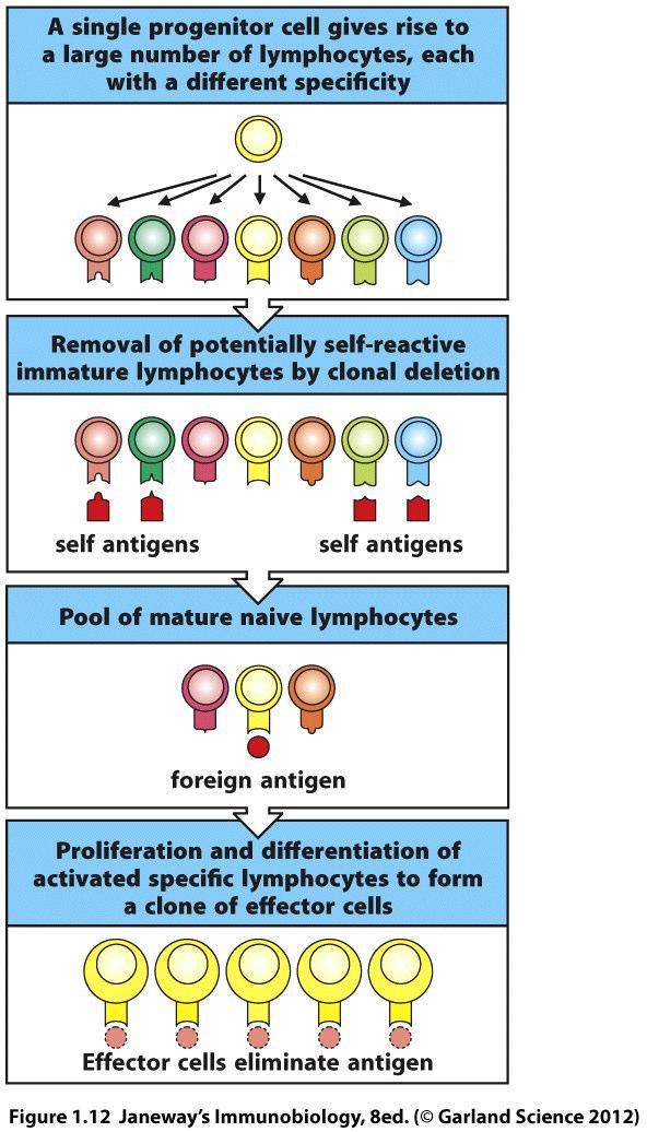4 Die adaptive Immunantwort Lymphozytenaktivierung klonale Selektion und