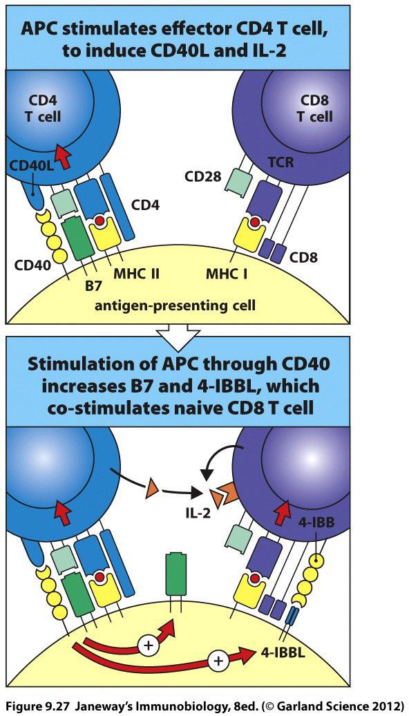4 Die adaptive Immunantwort Lymphozytenaktivierung CD8 +