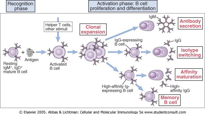 4 Die adaptive Immunantwort B-Zellen