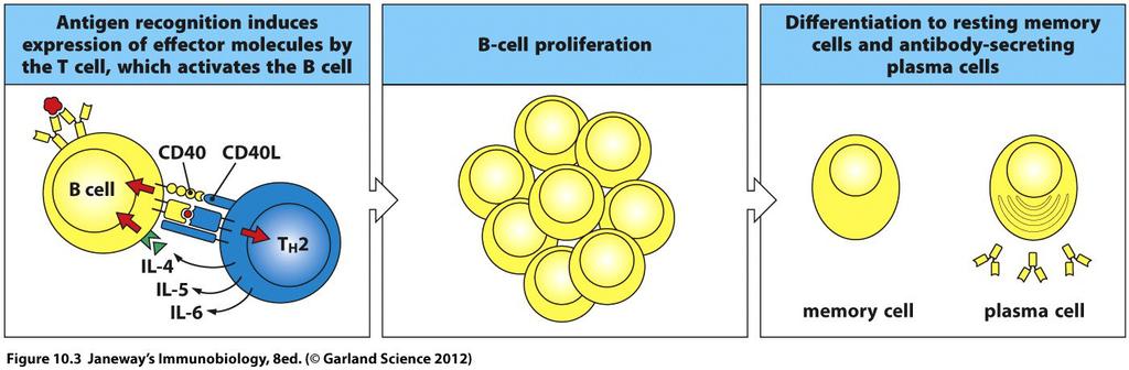 4 Die adaptive Immunantwort B-Zellen Aktivierungs- und Effektorphase: aktivierte B-Zellen IL-4/-5/-6