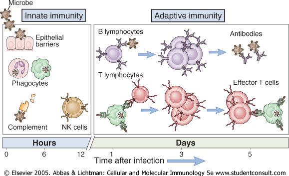 1 Einleitung Ablauf der Immunantwort