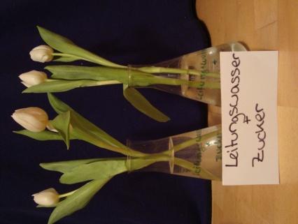 Danach schnitten wir alle Tulpen mit einem Küchenmesser an und steckten jeweils zwei Blumen in einen