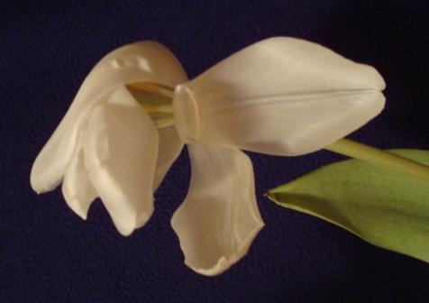 Tag 9 Ein weiteres Blatt der Tulpen, die in d.w. stehen, ist abgeknickt und wird braun und gelb.