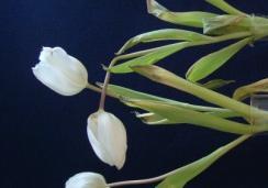 Tag 11 Eine Blüte der Tulpen in d.w. ist sehr weit geöffnet und zwei Blütenblätter lösen sich jetzt stärker.