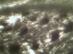 Mikroskopieren: Am 04.02.2012 mikroskopierten wir Teile der Sprossachse.