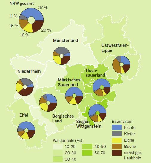 Abschlussbericht Klimawandel im Wald Konzept für eine Anpassungsstrategie für NRW UNIQUE 7 Abbildung 3: Wald- und Baumartenverteilung in NRW Quelle: Landesbetrieb Wald und Holz NRW 14 nach