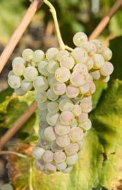 Entdecken Sie die Petite Arvine Geführte Wanderung auf dem Weinweg mit Degustation von drei Petite Arvine Etoile d or «Sélection Vins du Valais» im Herzen des Rebbergs.