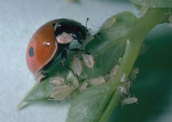Im Kampf gegen Blattläuse: Räuber im Einsatz Marienkäfer Florfliege Räuber sind Insekten oder Milben, die andere Insekten zu ihrer eigenen