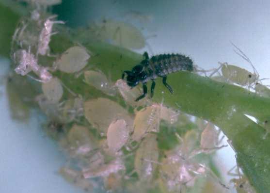 In einem diversen Ökosystem kommen aber auch Ameisen vor, und für die Ameisen sind die Blattläuse eine Nahrungsquelle.