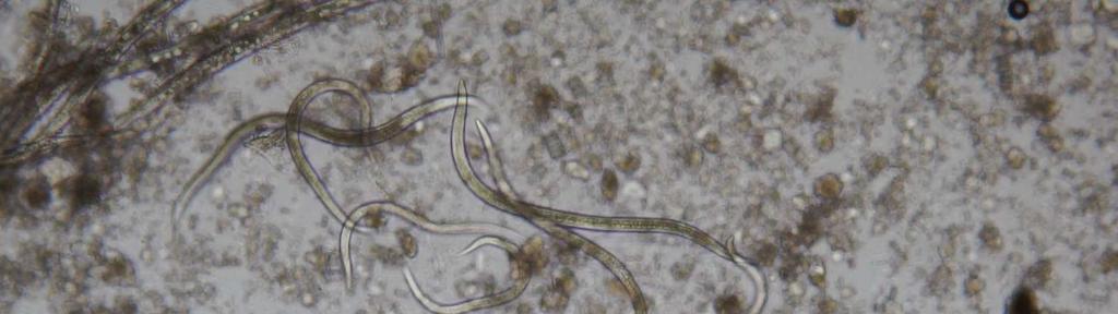 Fadenwürmer: insektenpathogenen Nematoden Nematoden sind insektenpathogene Fadenwürmer, die verschiedene im Boden lebende