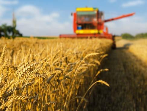 Wenn die Industrie künftig stärker auf Pflanzen als Biomasse zurückgreifen möchte, braucht sie zum Beispiel Landwirte, die neben Nahrungs- und Futtermittel- auch Rohstofflieferant sind.