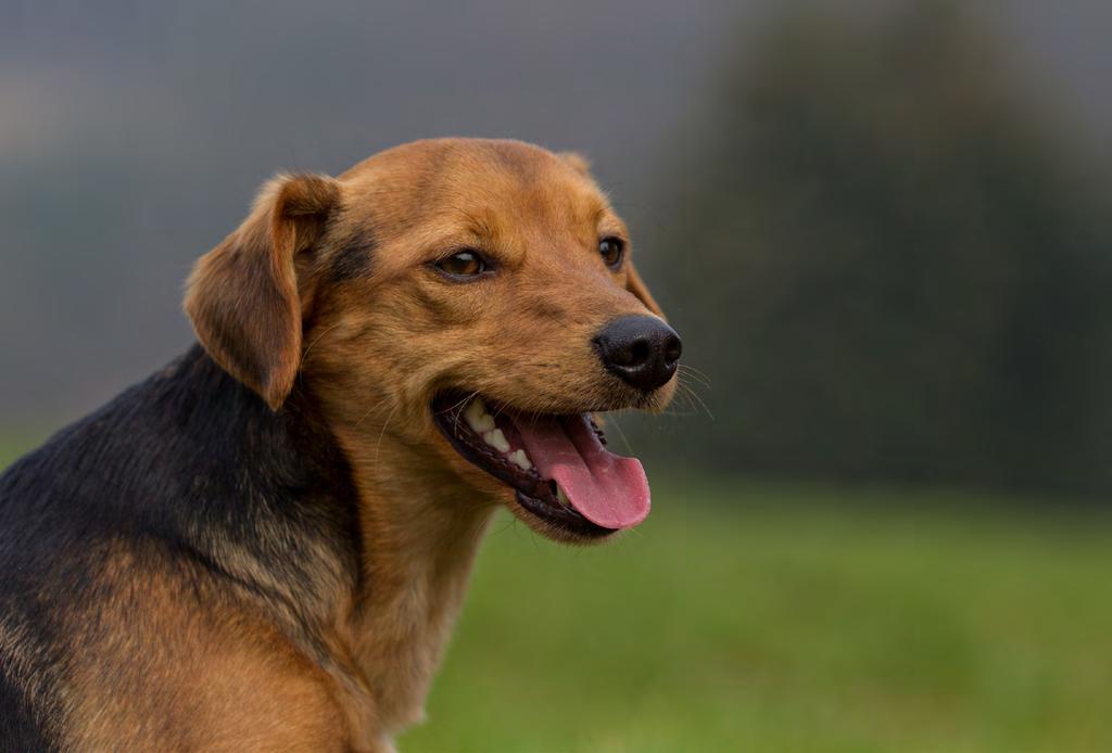 DACKEL-MISCHLING Brennweite 110 mm :: Blende f/3.5 :: Verschluss 1/500 s :: ISO 100 Trotz des kühlen Wetters sieht man diesem Hund nach dem Toben die Anstrengung an.