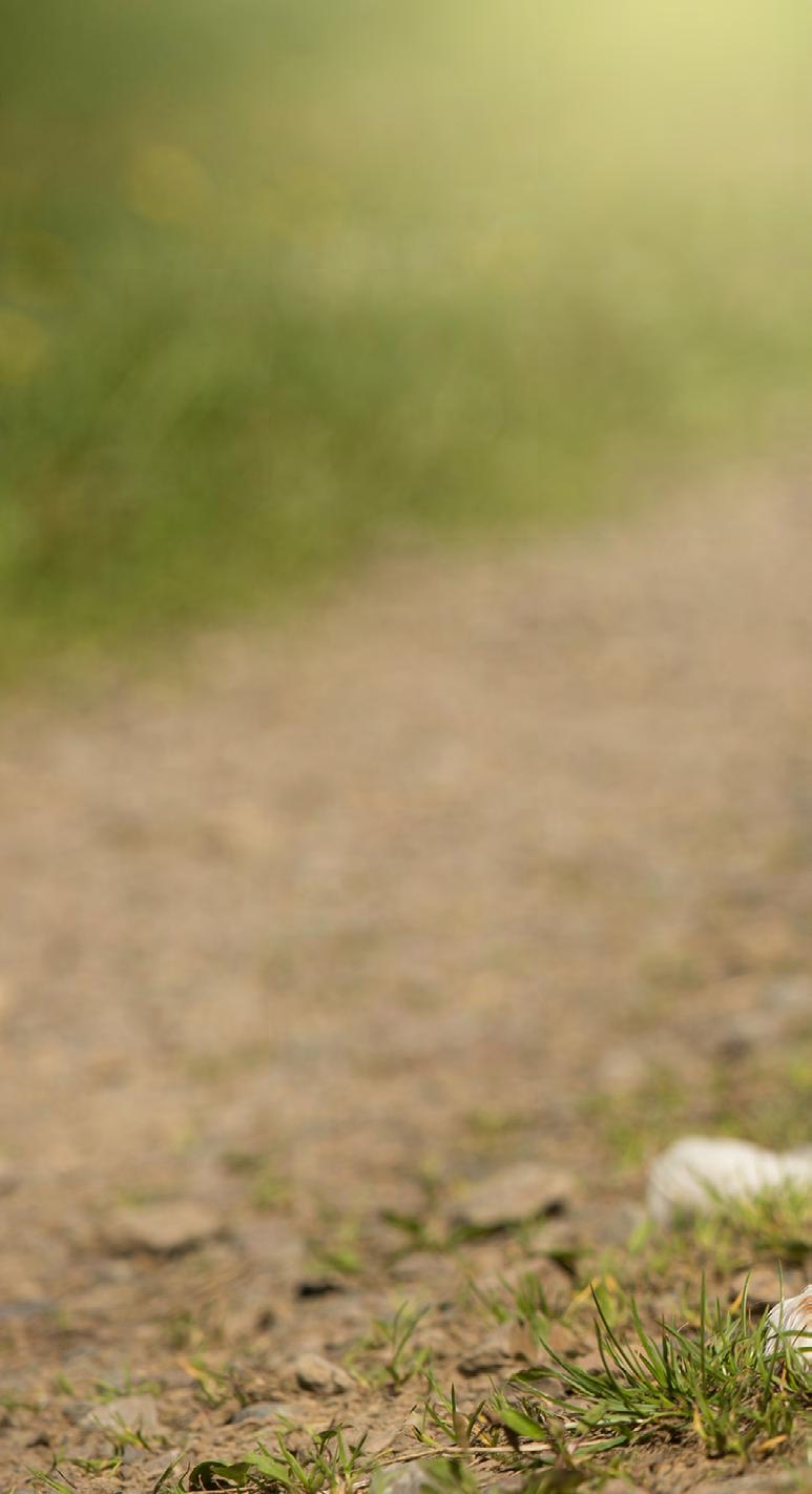 Der Hund in Erwartungshaltung Schaut der Hund gelangweilt oder lässt er sich ablenken, sollte man ihn aufmerksam machen, um Körper spannung beim Hund zu erzielen.