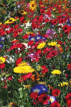 30-80 cm Mitte Mai bis Ende Juni Aussaatmenge: 3-5 g/m 2 398680 G Diese repräsentative einjährige Blühmischung zeichnet sich besonders durch die Verwendung höherer Blumenarten und -sorten aus und