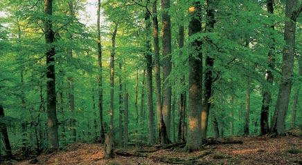 Ökosystem Wald 1 Der Wald besteht nicht nur aus Bäumen...... 8 1.1 Der Wald eine Gemeinschaft vieler Lebewesen 8 1.2 Der Wald ist stockwerkartig aufgebaut........ 9 2 Pflanzen des Waldes..................... 10 2.