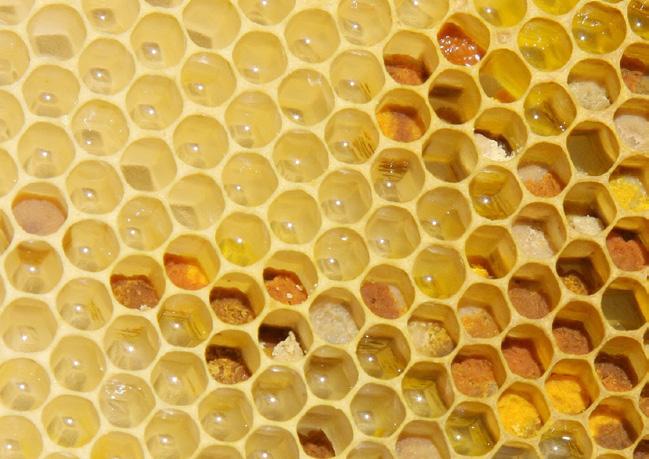 Wissenswertes. Um ein Glas mit Honig zu füllen, müssen Bienen ungefähr 150.
