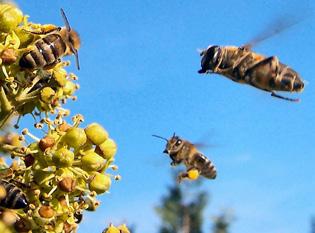 Bienen besucht werden. Die Lebensdauer einer Arbeiterbiene beträgt ca.