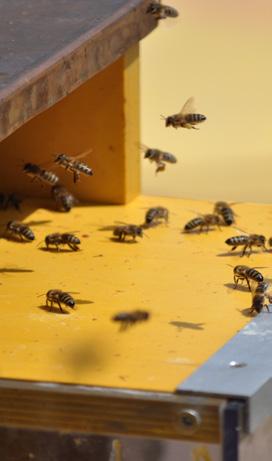 Die Lösung. Unternehmen investieren in naturnahe, artgerechte Haltung von Bienen und somit in direkten Umweltschutz.