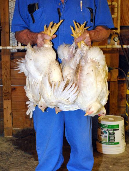 Das Einfangen mit automatischen Hühnerfängern hat nach den Anweisungen des Herstellers zu erfolgen.