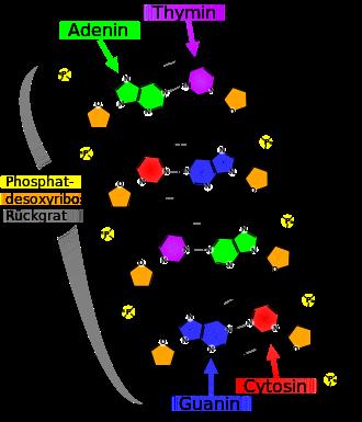 In Aspartam ist die Carboxylgruppe des Phenylalanins verestert, die Säurefunktion in der Seitenkette der Asparaginsäure bleibt frei.