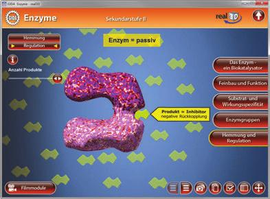 Der Teilbereich "Regulation" zeigt eine Animation zur Regulation der Enzymaktivität.