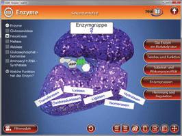 Benutzeroberfläche Die real3d-software ist in mehrere Arbeitsbereiche gegliedert, die Ihnen den Zugang zu unterschiedlichen Teilaspekten des Themas "Enzyme" bieten.