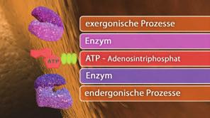 Im Teilbereich "Energiediagramm" kann man die Kurven (Reaktion mit Enzym, Reaktion ohne Enzym) über die linke Menüleiste farbig markieren und dazu eine Schraffur einblenden.