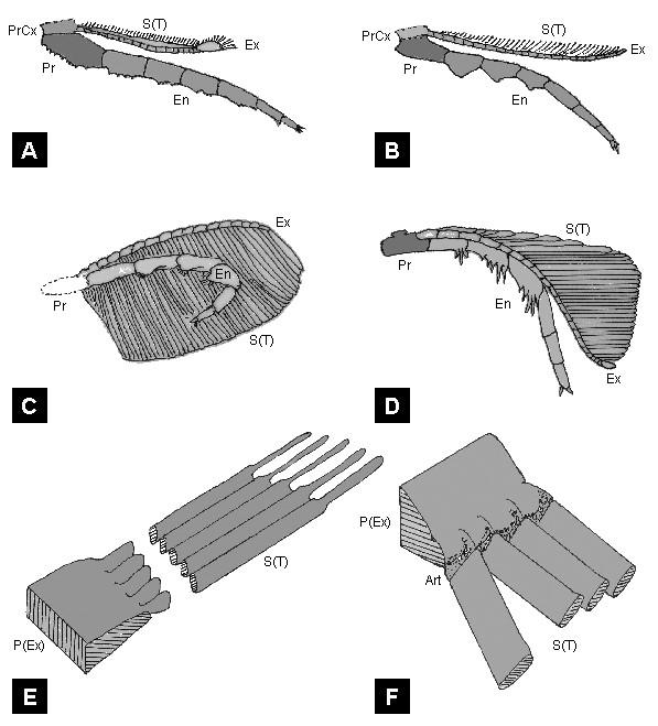 DIE TRILOBITENSAMMLUNG DER UNIVERSITÄT WIEN REVISION SEITE 220 TAFEL 3: Schematisierte Spaltbeine einiger Trilobita und Struktur der Setae vom Trilobiten-Typus (kombiniert nach verschiedenen Autoren).