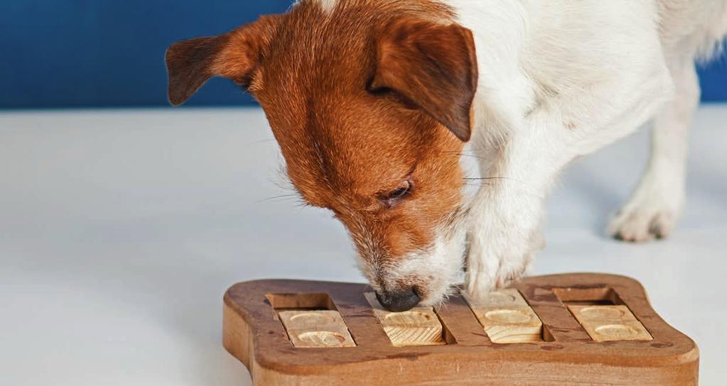 Zuhause-Aktivitäten FOR CATS & DOGS Die spannenden Intelligenz-Spielzeuge von MORE FOR für