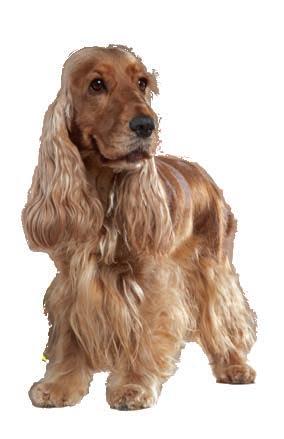 Medium für mittelgroße Hunde von 11 bis 25 kg * : Mittelgroße Hunde sind oft draußen und vielen äußeren Einflüssen ausgesetzt.