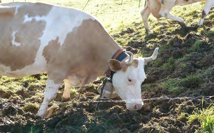 Weiden in schwierigem Gelände Befürchtungen vor Wechsel zu Vollweide: Rückgang Milchleistung Trittschäden bei Nässe Lägerstellen Fruchtbarkeitsprobleme Effektive